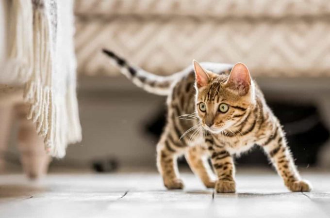 Bengal Breeders: Choosing The Right Cat Breeds