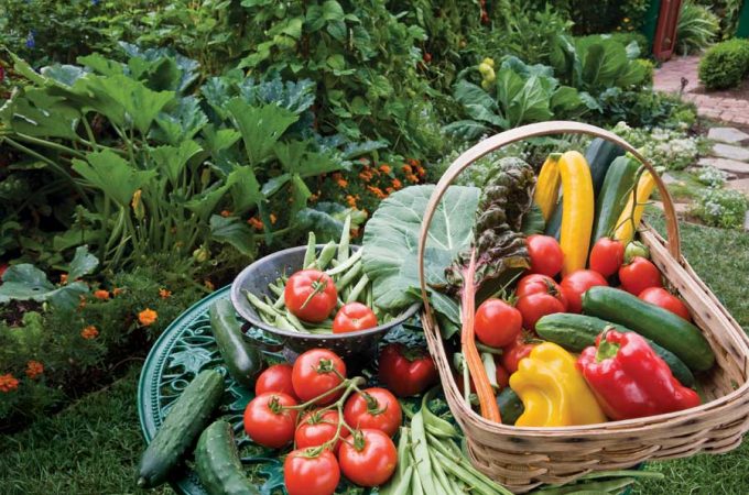 5 Tips For Planning and Planting an Organic Garden